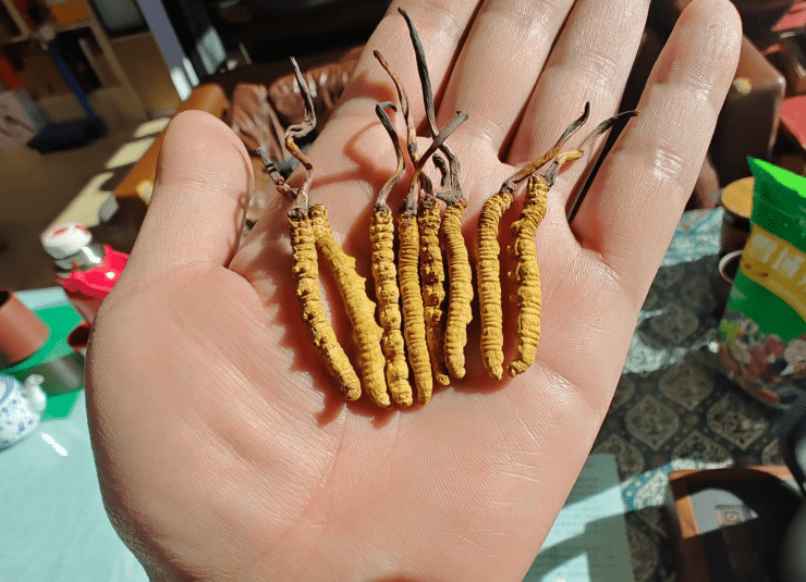 开云体育平台-年销20万根的冬虫夏草竟是胶水拼的！工作人员：买的好胶水，吃下去没有事